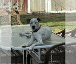 Small #1 Mutt