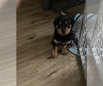 Small Rottweiler