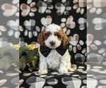Small Photo #4 Poodle (Miniature) Puppy For Sale in NEW HOLLAND, PA, USA