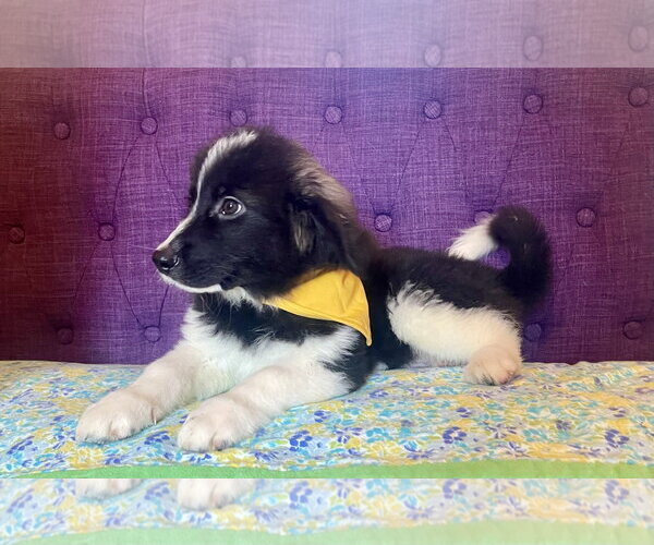 Medium Photo #4 Great Pyrenees-Unknown Mix Puppy For Sale in Rockaway, NJ, USA