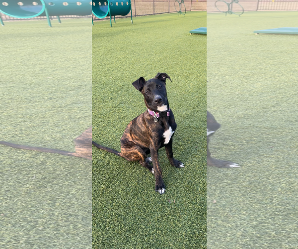 Medium Photo #1 German Shepherd Dog-Unknown Mix Puppy For Sale in Rosenberg, TX, USA