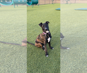 German Shepherd Dog-Unknown Mix Dogs for adoption in Rosenberg, TX, USA