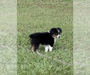 Miniature Australian Shepherd Puppy for sale in DOVER, FL, USA