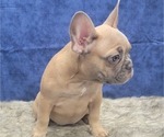 Small Photo #5 French Bulldog Puppy For Sale in BLAKESBURG, IA, USA