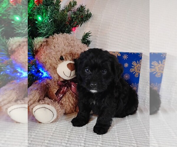 Medium Photo #1 Cockapoo (Miniature) Puppy For Sale in FITZGERALD, GA, USA