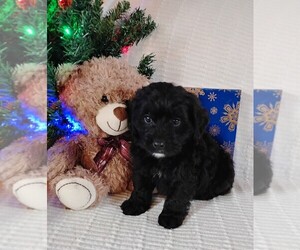 Cockapoo (Miniature) Puppy for sale in FITZGERALD, GA, USA