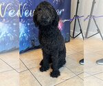 Small Photo #7 Poodle (Standard) Puppy For Sale in Valrico, FL, USA