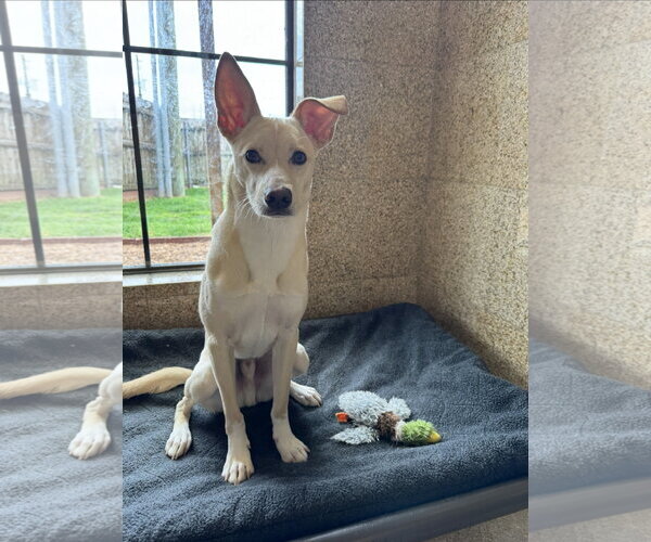 Medium Photo #5 Mutt Puppy For Sale in Rosenberg, TX, USA