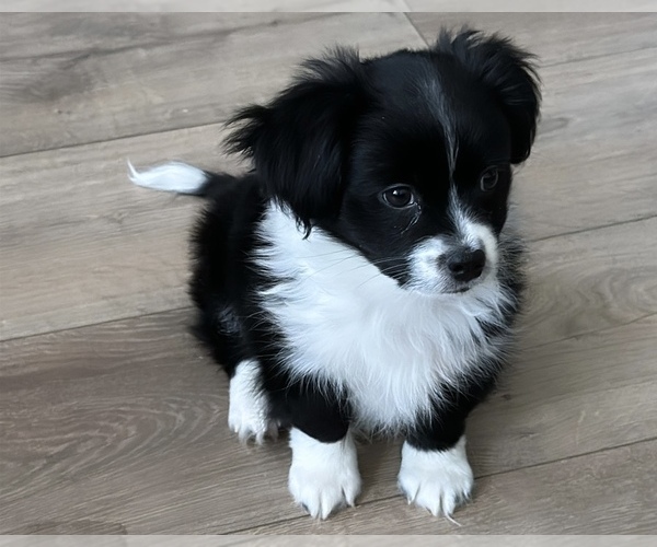 Medium Photo #1 Havashire Puppy For Sale in NEW YORK, NY, USA