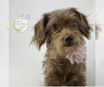 Small Dachshund Mix