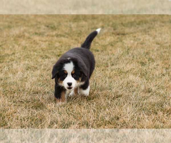 Medium Photo #67 Bernese Mountain Dog Puppy For Sale in MILLERSBURG, IN, USA