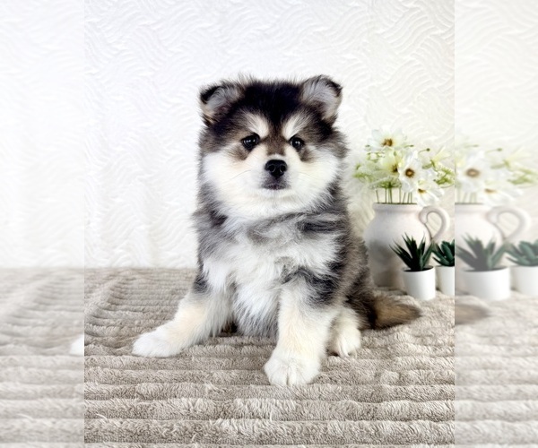 Medium Photo #4 Pomsky Puppy For Sale in GREENFIELD, IN, USA