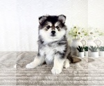 Small #3 Pomsky