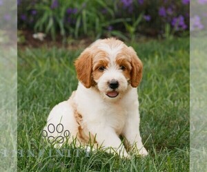 Miniature Labradoodle Puppy for sale in GORDONVILLE, PA, USA