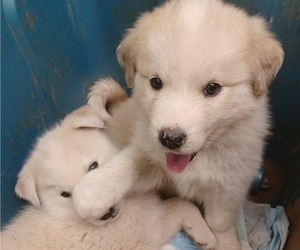 Great Pyrenees-Huskies  Mix Puppy for sale in ALTAVISTA, VA, USA