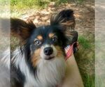 Small Photo #1 Papillon Puppy For Sale in OLA, AR, USA