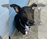 Small #1 Labrador Retriever Mix