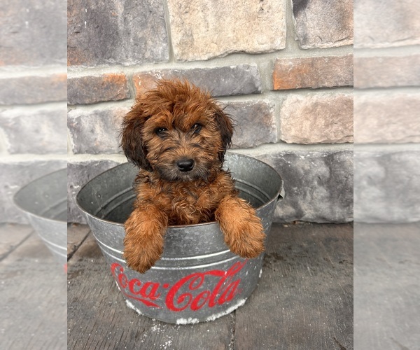 Medium Photo #4 Whoodle (Miniature) Puppy For Sale in MIDDLEBURY, IN, USA