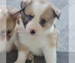 Border Collie Puppy for sale in DOUGLASS, KS, USA