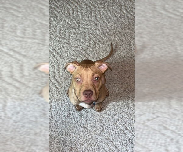 Medium Photo #8 American Pit Bull Terrier-Unknown Mix Puppy For Sale in Minneapolis, MN, USA