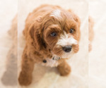 Small Photo #8 Cavapoo Puppy For Sale in BAY VIEW, WI, USA
