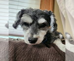 Small #2 Poodle (Toy) Mix