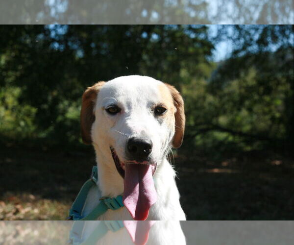 Medium Photo #4 Greyhound-Labrador Retriever Mix Puppy For Sale in Attalka, AL, USA