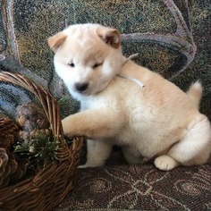 Shiba Inu Puppy for sale in BOYCEVILLE, WI, USA