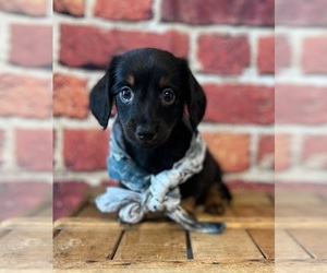 Dachshund Puppy for sale in ORO VALLEY, AZ, USA