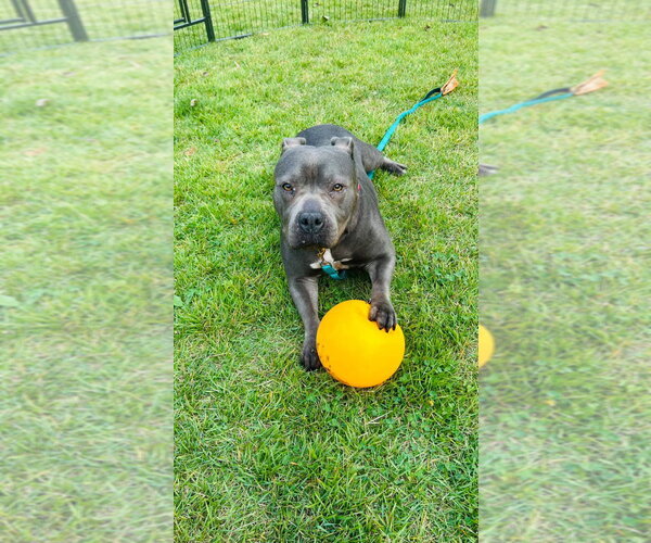 Medium Photo #5 Mutt Puppy For Sale in Brooklyn, NY, USA