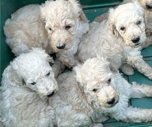 Poodle (Standard) Puppy for sale in CANTON, GA, USA