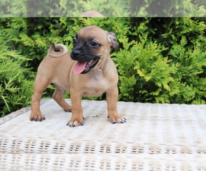 Jug Puppy for sale in SHILOH, OH, USA