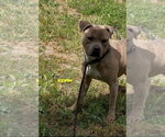 Small #3 Mutt