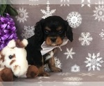 Small Photo #5 Cavalier King Charles Spaniel Puppy For Sale in CLAY, PA, USA
