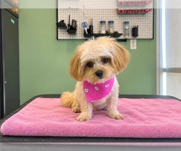 Medium Photo #1 Havanese-Unknown Mix Puppy For Sale in Orange, CA, USA