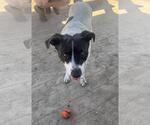 Small #1 Mutt