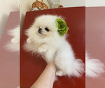 Small #2 Pomeranian