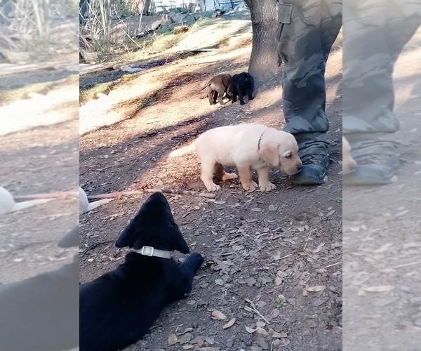 Medium Photo #18 Labrador Retriever Puppy For Sale in IONE, CA, USA