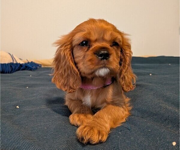 Medium Photo #1 Cavalier King Charles Spaniel Puppy For Sale in GAINESVILLE, TX, USA