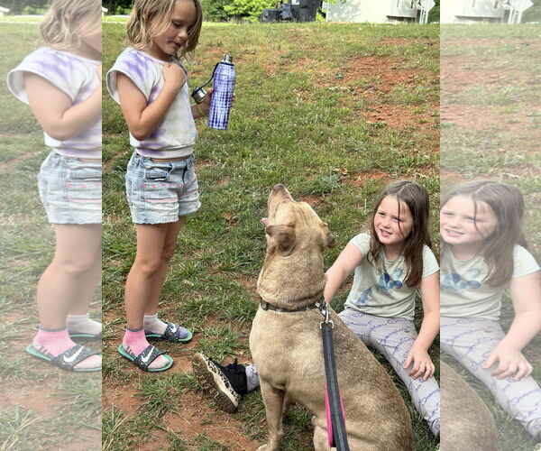 Medium Photo #2 Chinese Shar-Pei-Labrador Retriever Mix Puppy For Sale in Atlanta, GA, USA