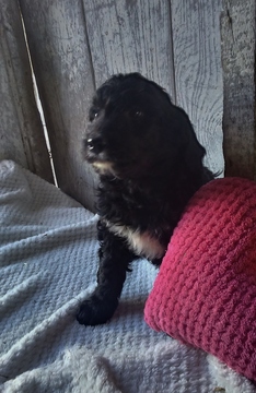 Medium Photo #1 Bernedoodle Puppy For Sale in BELLEVILLE, PA, USA