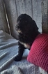 Small Photo #1 Bernedoodle Puppy For Sale in BELLEVILLE, PA, USA