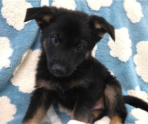 German Shepherd Dog Dogs for adoption in Minneapolis, MN, USA