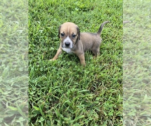 Doxle Puppy for sale in FAYETTEVILLE, WV, USA