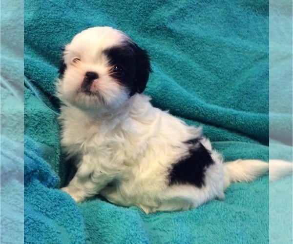 Medium Photo #2 Shih Tzu Puppy For Sale in BURLINGTON, KY, USA