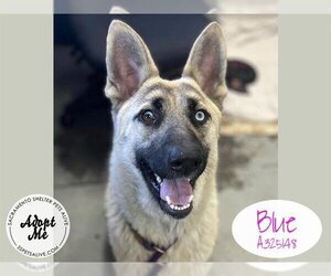 German Shepherd Dog-Unknown Mix Dogs for adoption in Stockton, CA, USA