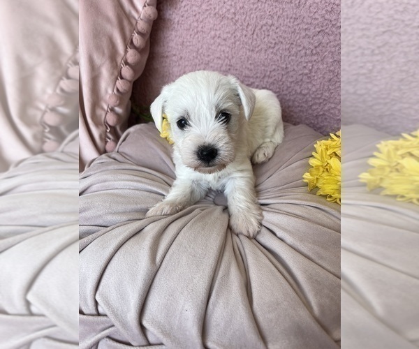 Medium Photo #1 Schnauzer (Miniature) Puppy For Sale in OKLAHOMA CITY, OK, USA