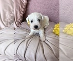 Small Photo #1 Schnauzer (Miniature) Puppy For Sale in OKLAHOMA CITY, OK, USA