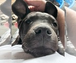 Small Photo #6 Staffordshire Bull Terrier Puppy For Sale in Maryville, TN, USA