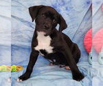Small #2 Bulldog-Labrador Retriever Mix